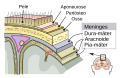 Meninges do sistema nervoso central