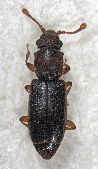 <span class="mw-page-title-main">Monotomidae</span> Family of beetles