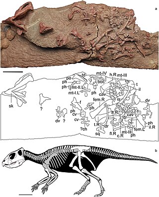 <i>Mosaiceratops</i> Extinct genus of reptiles