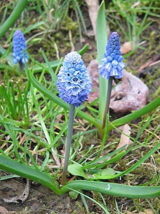 <i>Pseudomuscari</i> Genus of flowering plants