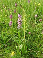 Neottia ovata Germany - Hinterzarten