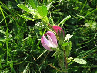 <i>Ononis repens</i> Species of legume