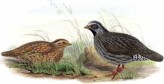 <span class="mw-page-title-main">Himalayan quail</span> Species of bird