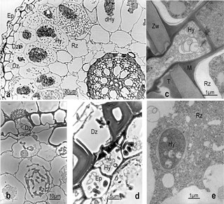 <span class="mw-page-title-main">Exodermis</span> Part of a plant