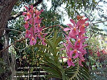 Orquídeas em um jardim crioulo