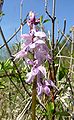 Orchis mascula Germany - Hohenlohe