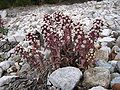 Petasites paradoxus.