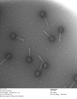 <span class="mw-page-title-main">Bacteriophage P2</span> Species of virus