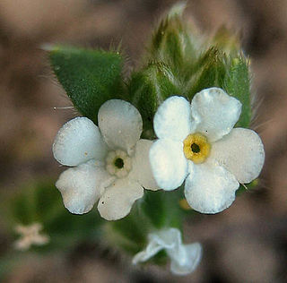 <i>Eritrichium</i> Genus of flowering plants in the borage family Boraginaceae