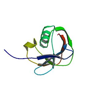 <span class="mw-page-title-main">CD5 (protein)</span> Protein-coding gene in the species Homo sapiens