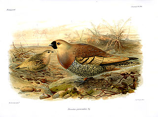 Madagascan sandgrouse Species of bird