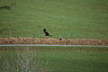 photographie du même rapace inconnu