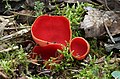 * Nomination Scarlet Elfcup, Sarcoscypha austriaca --Holleday 08:39, 30 April 2013 (UTC) * Promotion  Support QI & Useful --Archaeodontosaurus 09:56, 30 April 2013 (UTC)