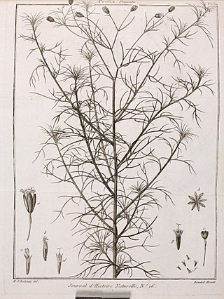 <i>Schkuhria pinnata</i>