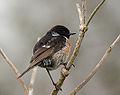 Cigánycsuk (Saxicola torquata)