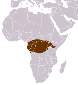 Distribución de la jineta servalina