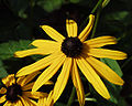 Rudbeckia fulgida ‘Goldsturm’