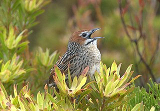 Macrosphenidae Family of birds