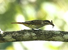 Canopy Camp - Darien, Panama Streaked Flycatcher 3.jpg