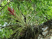 Tillandsia fasciculata