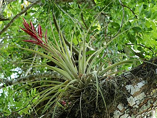 <i>Tillandsia</i> Genus of flowering plants