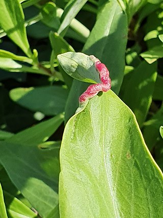 <i>Trioza centranthi</i> Sap-sucking hemipteran bug