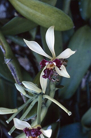 <i>Vanilla polylepis</i> Species of orchid