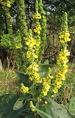 Juodoji tūbė (Verbascum nigrum)