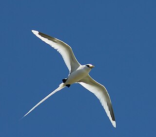 <span class="mw-page-title-main">Eurypygimorphae</span> Clade of birds