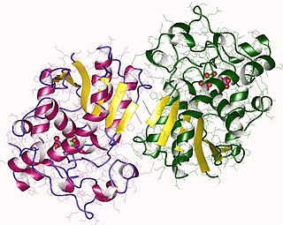 <span class="mw-page-title-main">Bisphosphoglycerate mutase</span> Enzyme