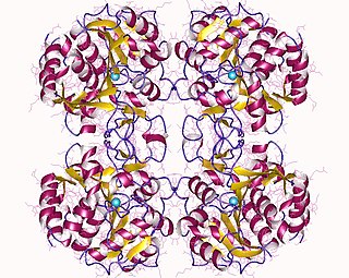 <span class="mw-page-title-main">Purine nucleosidase</span>