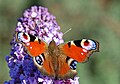 With its wings open, the peacock butterfly displays startling eyespots.