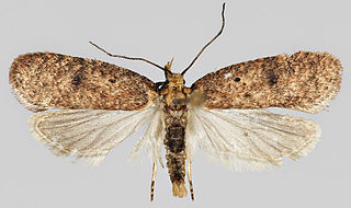 <i>Agonopterix angelicella</i> Species of moth