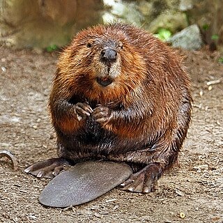 <span class="mw-page-title-main">Beaver</span> Genus of mammal