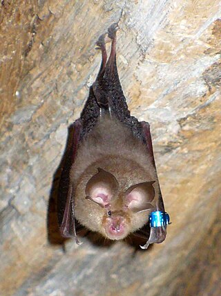 <span class="mw-page-title-main">Lesser horseshoe bat</span> Species of bat