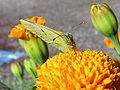 Colias croceus