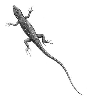 <i>Carlia luctuosa</i> Species of reptile