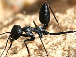 C. nigra with raised gaster