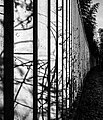 58 Concrete fence of Nagai Botanical Garden (B&W), January 2024 - 7573 uploaded by Laitche, nominated by Laitche,  9,  0,  0