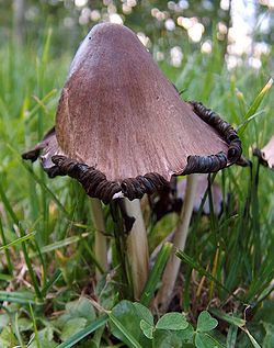 Rašalinis mėšlagrybis (Coprinus atramentarius)