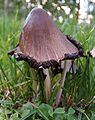 Coprinus atramentarius Conique et déliquescent adulte