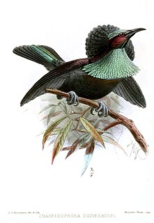 Duivenbodes riflebird Hybrid bird