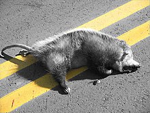 Opossum in Kansas City, Missouri Dead Opossum.jpg