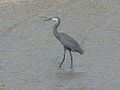 Küstenreiher Western Reef Heron