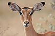 96 Commons:Picture of the Year/2011/R1/Female impala headshot.jpg