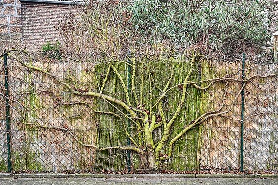 Zaun mit Baum in Glesch, Deutschland