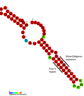 <span class="mw-page-title-main">RNA thermometer</span> Temperature-dependent RNA structure