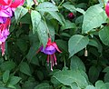 Fuschia bloom