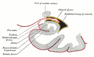 <span class="mw-page-title-main">Fascia dentata</span>