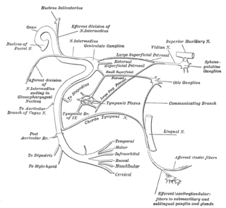 <span class="mw-page-title-main">Facial motor nucleus</span>